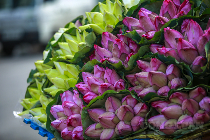 Thông thường, hoa sen sẽ được hái vào sáng sớm ở các khu vực ngoại thành như Đông Anh, Thanh Oai..., sau đó sẽ được các tiểu thương rong ruổi bán khắp phố Hà Nội.