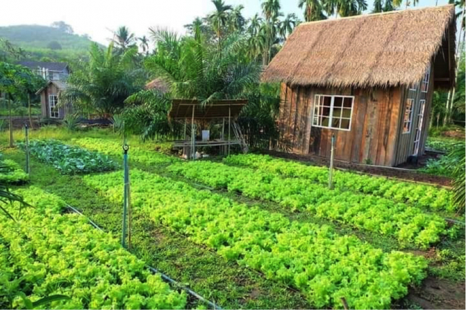 Xu hướng bạn trẻ bỏ phố về quê nuôi cá và trồng thêm rau  Báo Dân trí