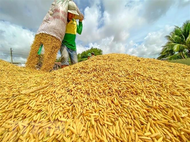 gia gao trong nuoc tiep tuc tang khong nghi hinh 1