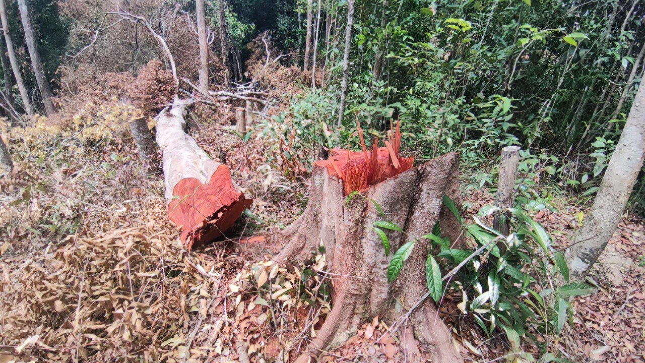 gia lai pha hon 22ha rung phong ho de lam ray 2 doi tuong bi khoi to hinh 1