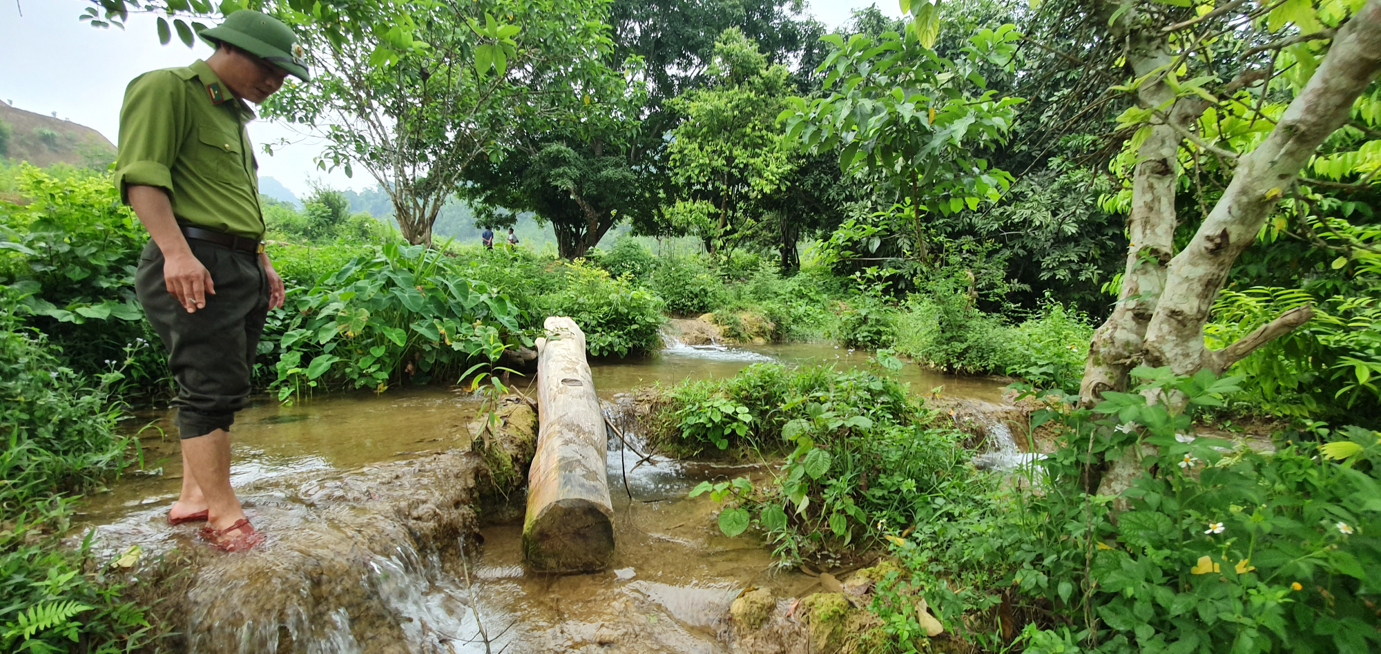 Lực lượng kiểm lâm phát hiện gỗ rừng tự nhiên bị đốn hạ tại thôn Thành Tân, xã Thành Yên, huyện Thạch Thành vào sáng ngày 1/7/2022