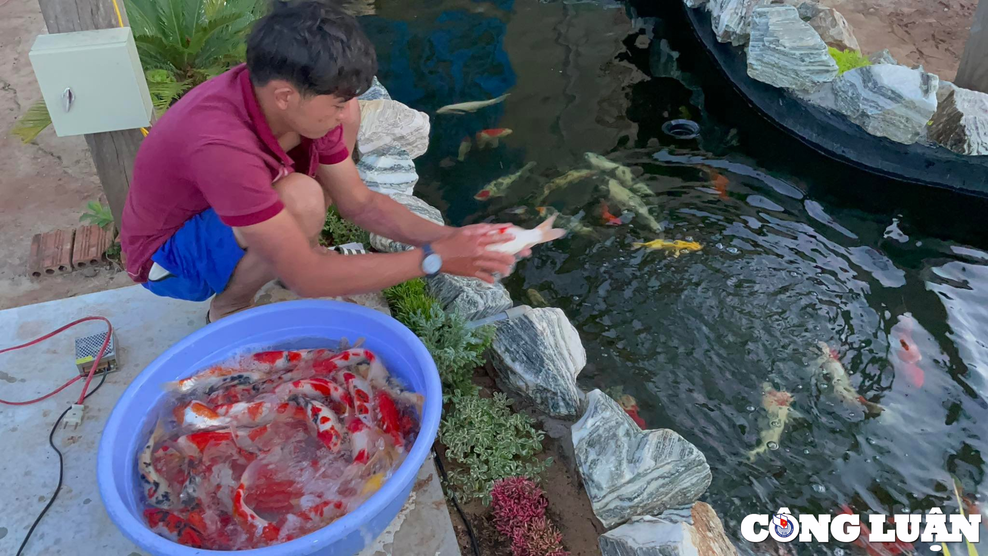 tu tho sua xe chang trai 9x doi doi nho nuoi ca koi thu nhap hang ti dong hinh 1