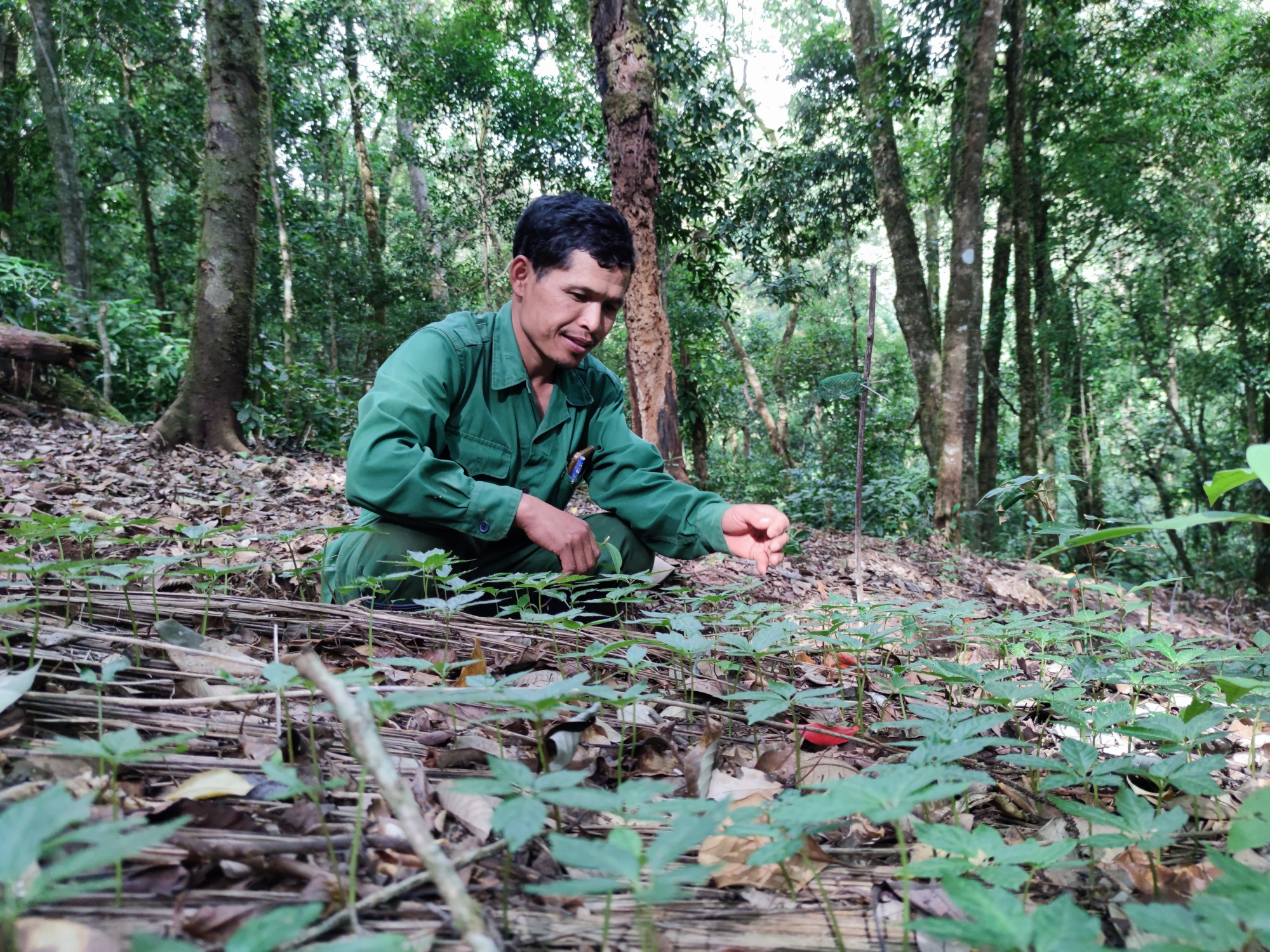 xung quanh viec quoc bao sam ngoc linh chet hang loat kien nghi khoanh gian no cho nguoi dan vay von trong sam hinh 1