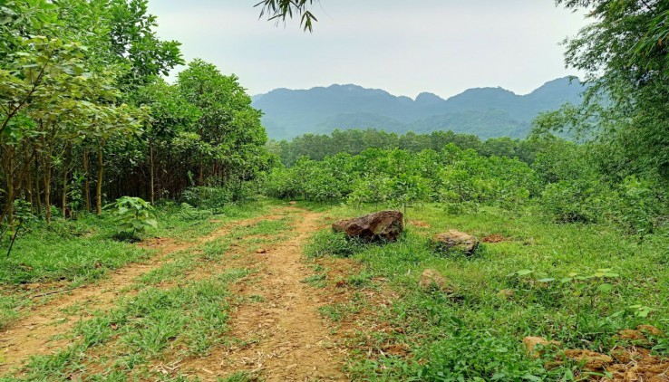 dat rung hoa binh dat ray tay nguyen dat doi cat ninh thuan da het hot hinh 1