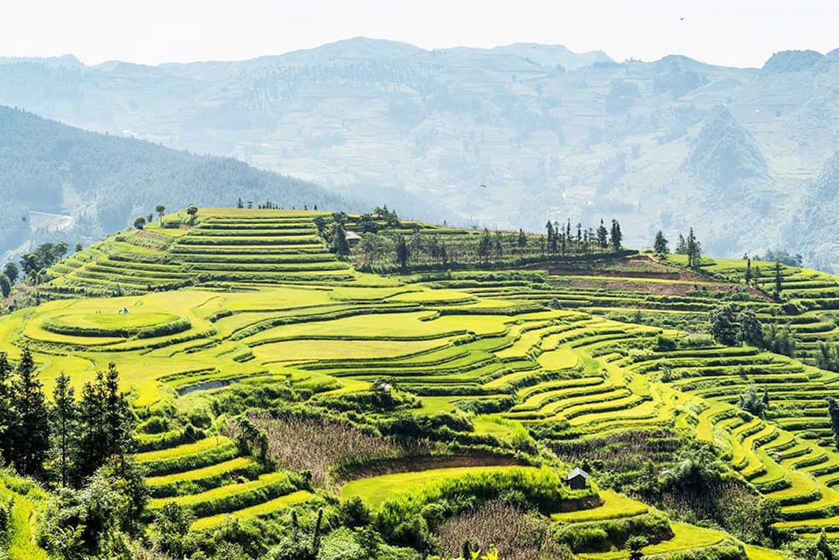 khai hoi huong com mua thu vang tren cao nguyen trang bac ha hinh 2