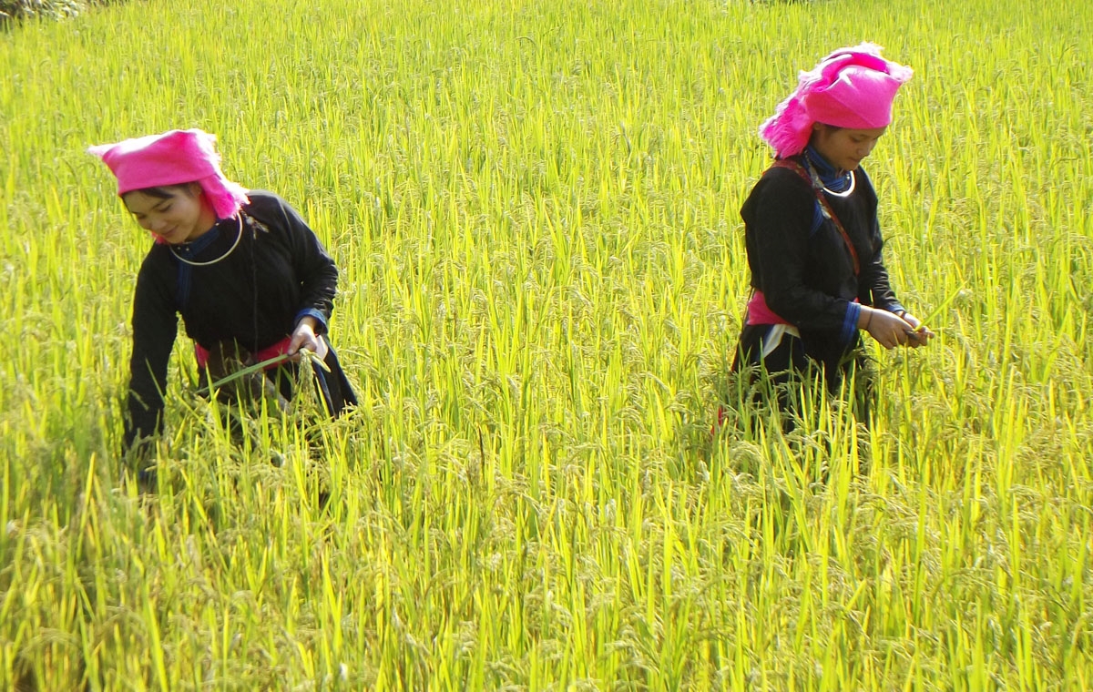 khai hoi huong com mua thu vang tren cao nguyen trang bac ha hinh 3