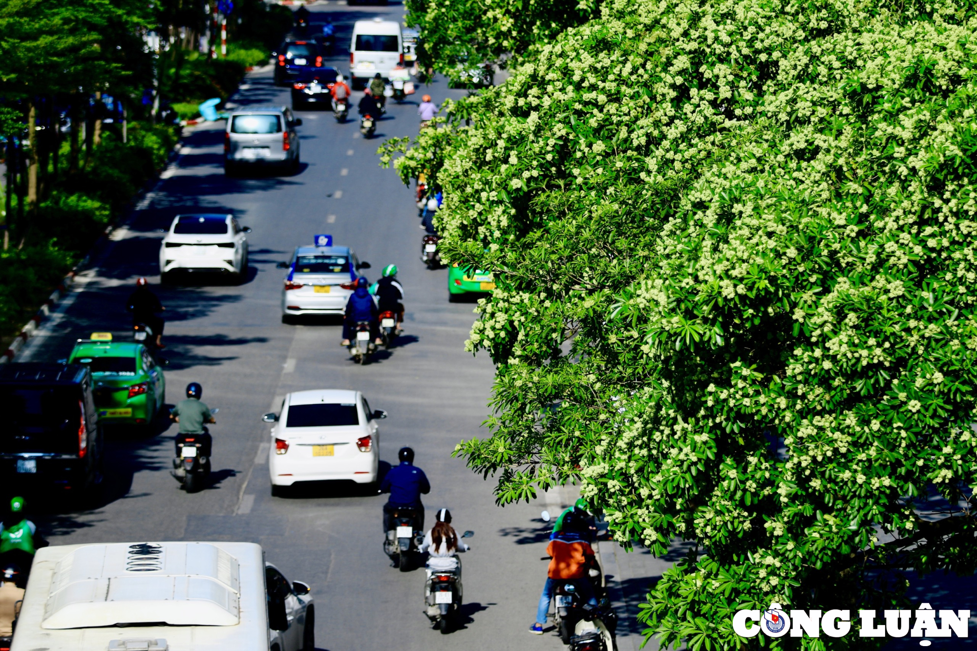 hoa sua dua nhau toa huong duoi troi mua thu ha noi hinh 3