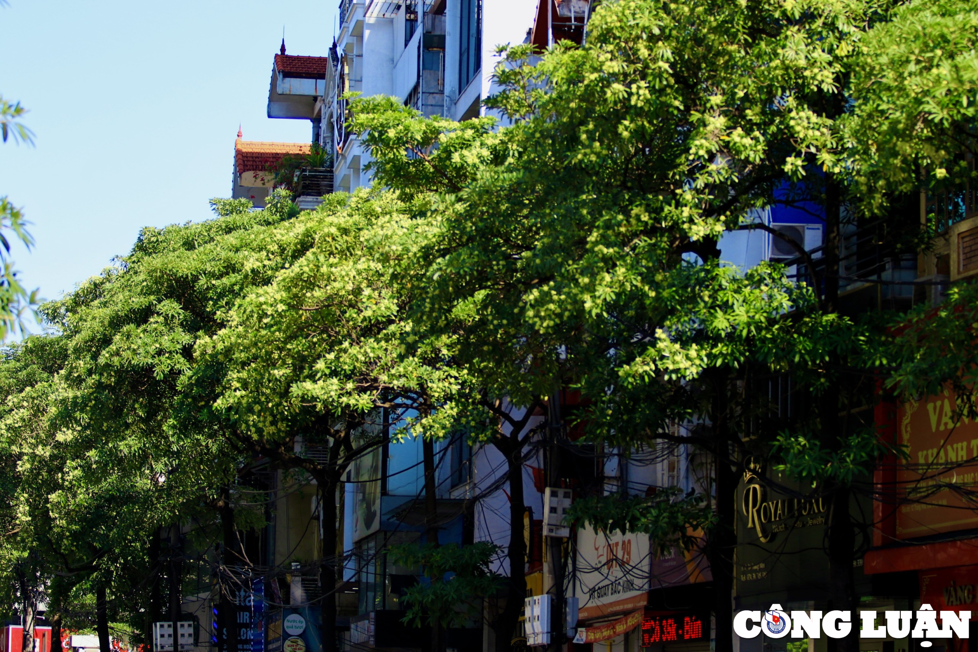 hoa sua dua nhau toa huong duoi troi mua thu ha noi hinh 10