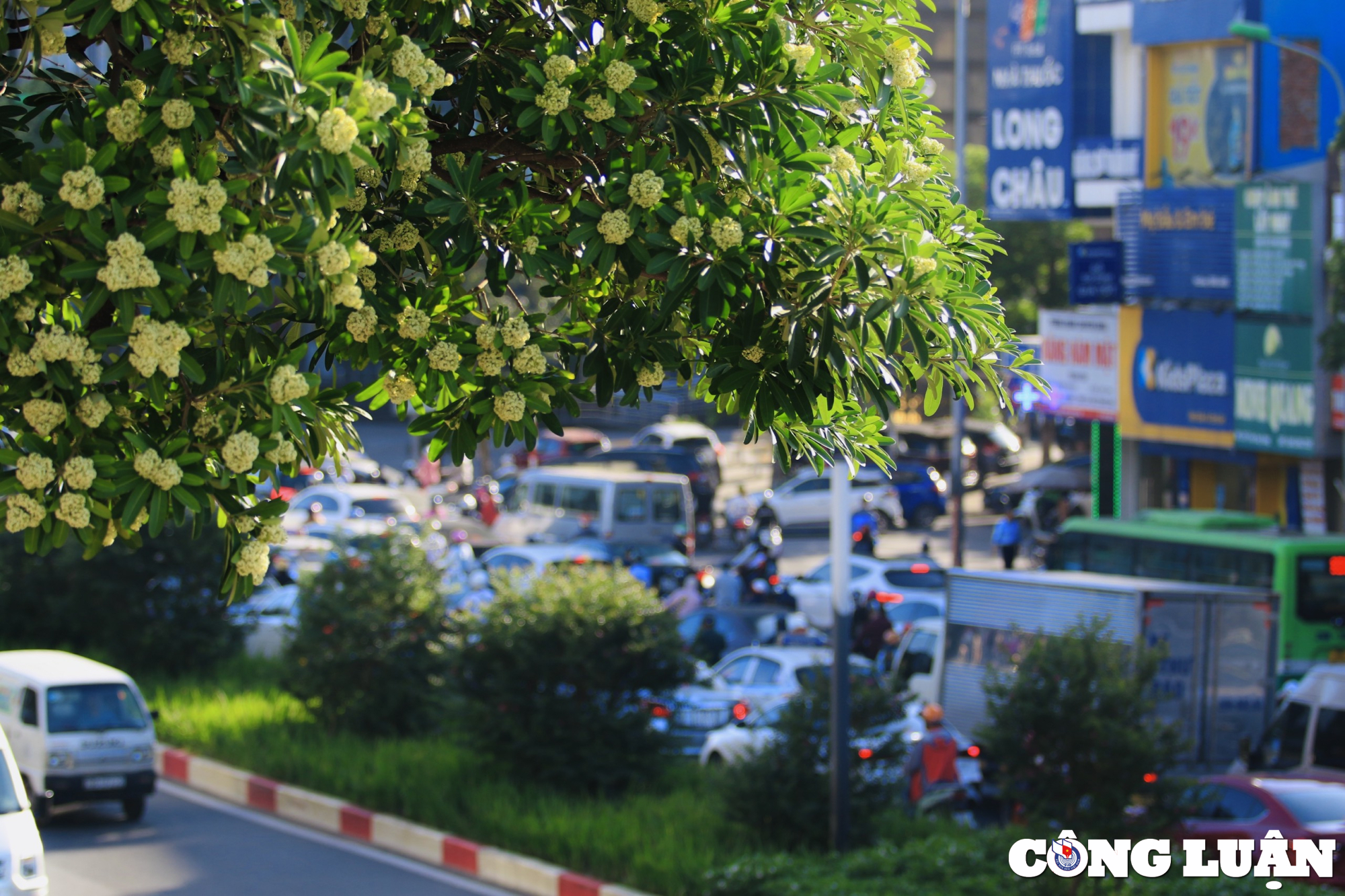 hoa sua dua nhau toa huong duoi troi mua thu ha noi hinh 9