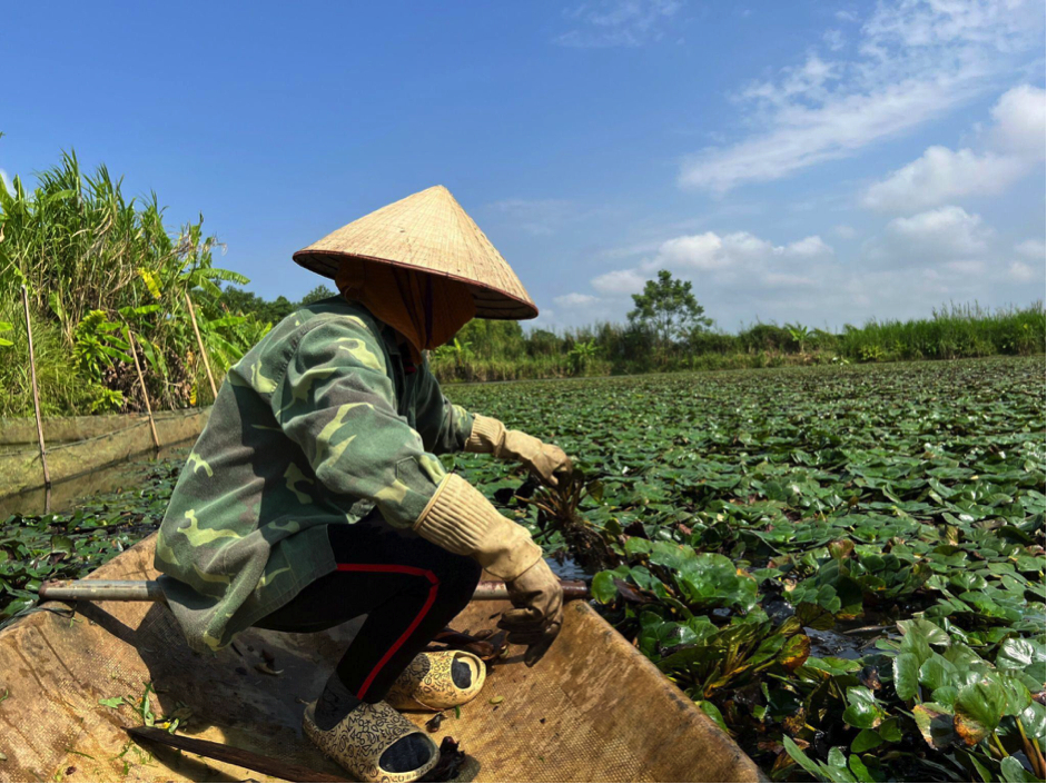 cu au duoc mua nong dan phu tho tat bat cheo thuyen thu hoach tu sang som hinh 4