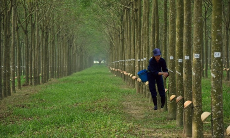 cao su tay ninh trc loi nhuan quy 3 lao doc 62 do gia mu cao su giam manh hinh 1