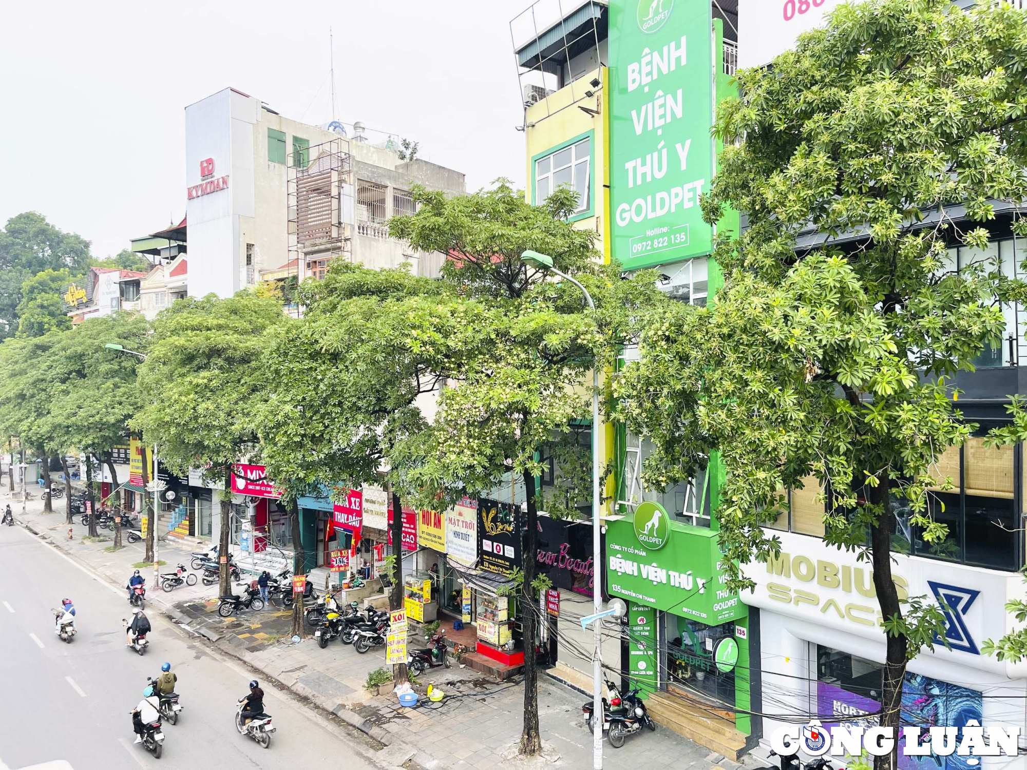 ha noi de xuat di doi 80 cay hoa sua do mui huong qua dam dac hinh 1