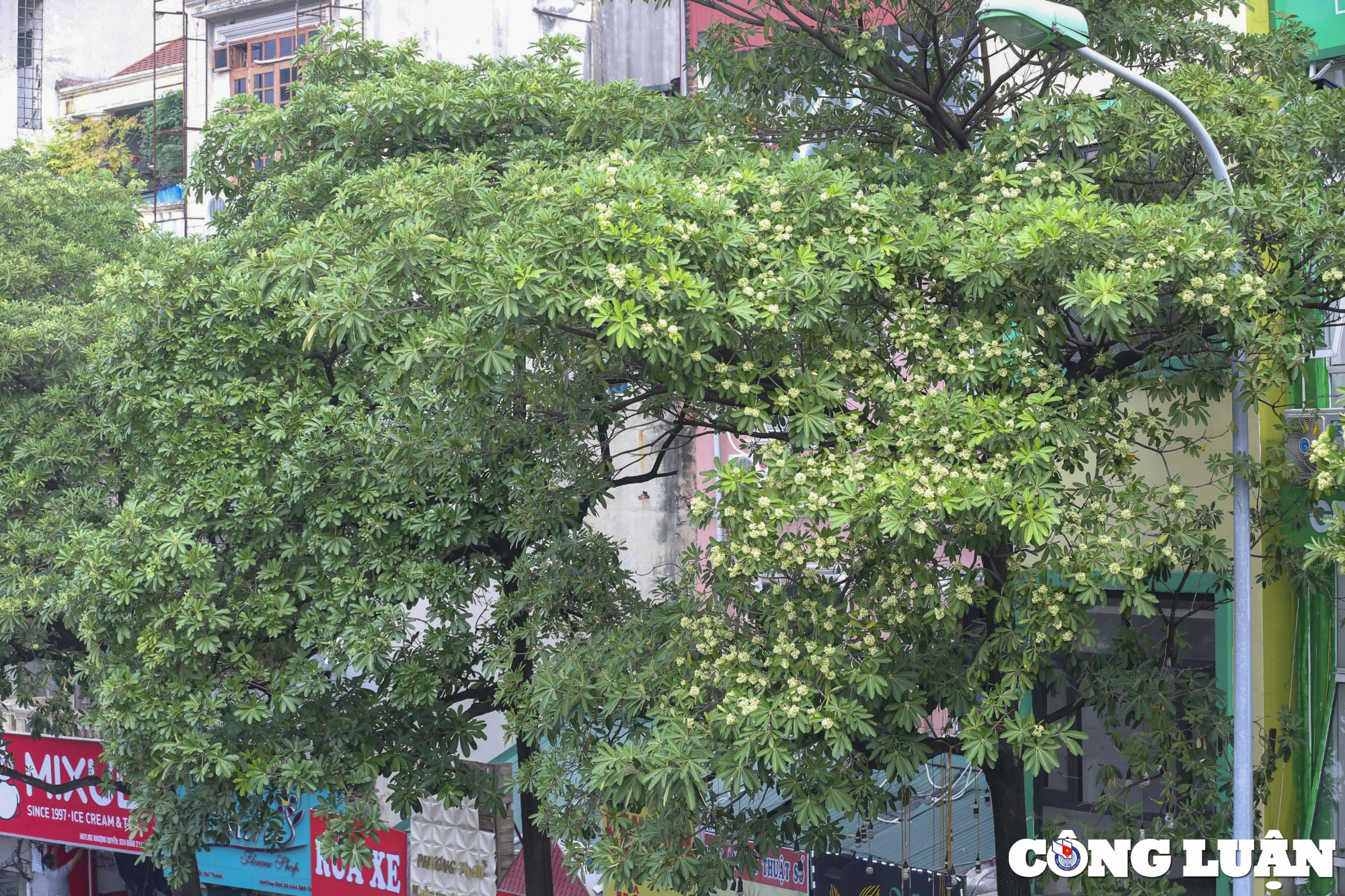 ha noi de xuat di doi 80 cay hoa sua do mui huong qua dam dac hinh 7