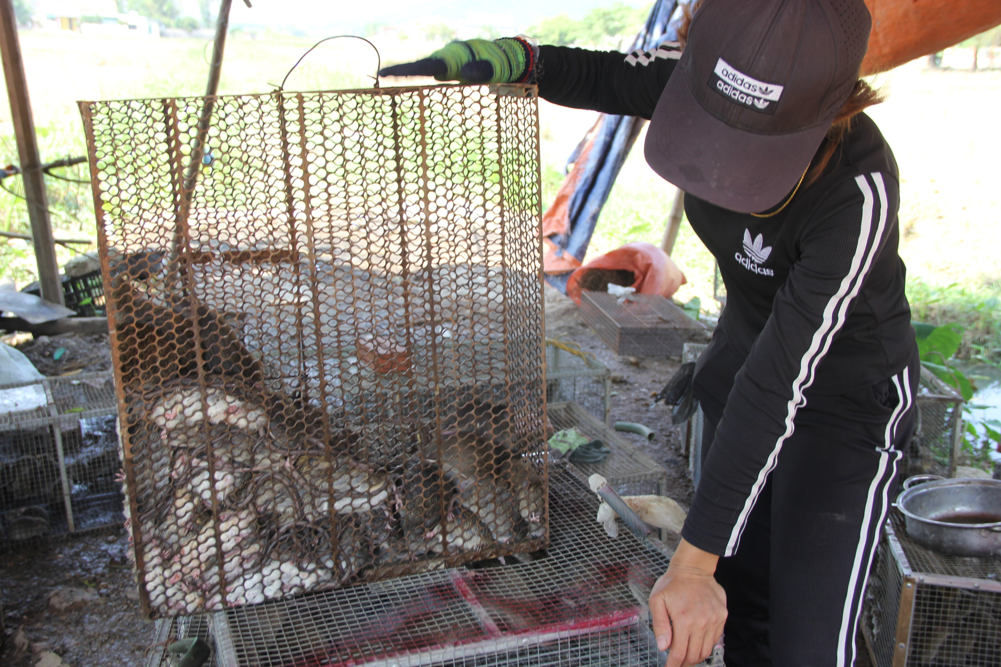 thu vi nghe san loai vat chuyen pha hoai mua mang hinh 2