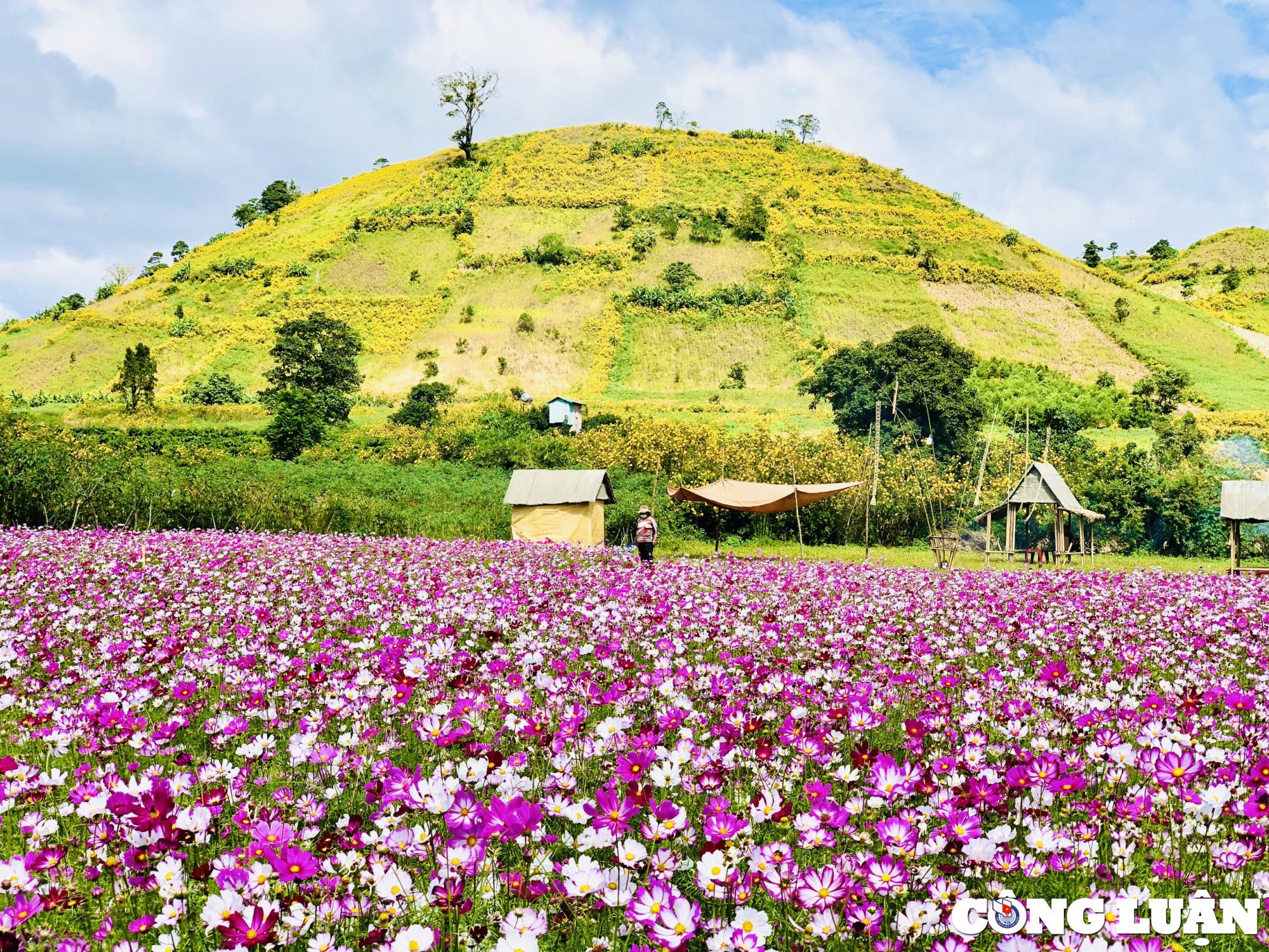 gia lai hoa da quy nhuom vang nui lua chu dang ya hinh 7