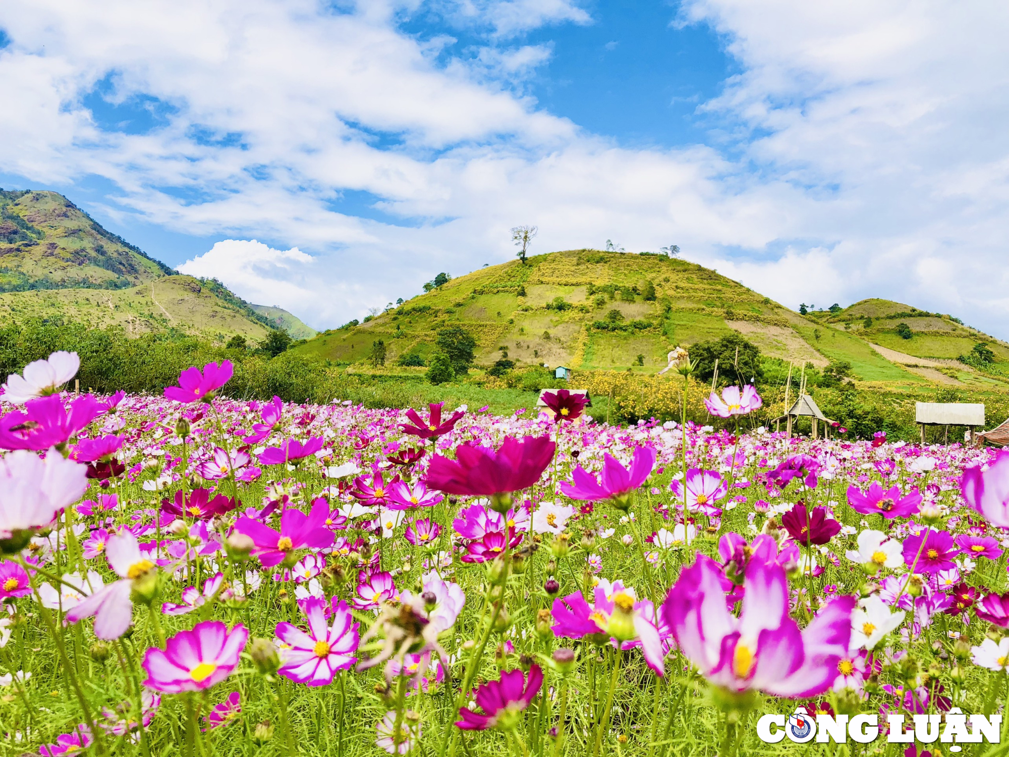 gia lai hoa da quy nhuom vang nui lua chu dang ya hinh 8