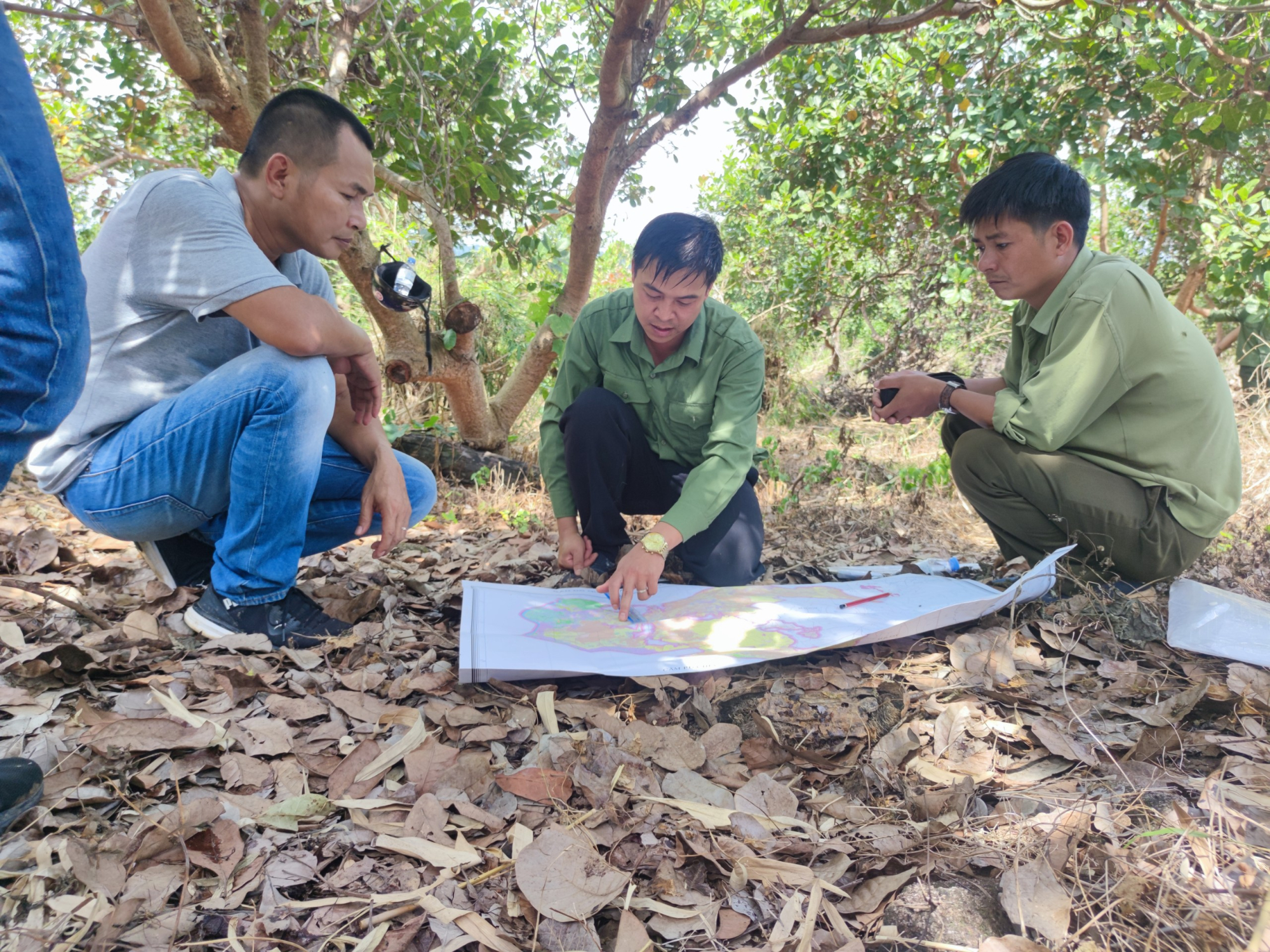 gia lai hang nghin ha rung khong canh ma bay chu rung noi giam qua cac nam chu khong phai mat hinh 3