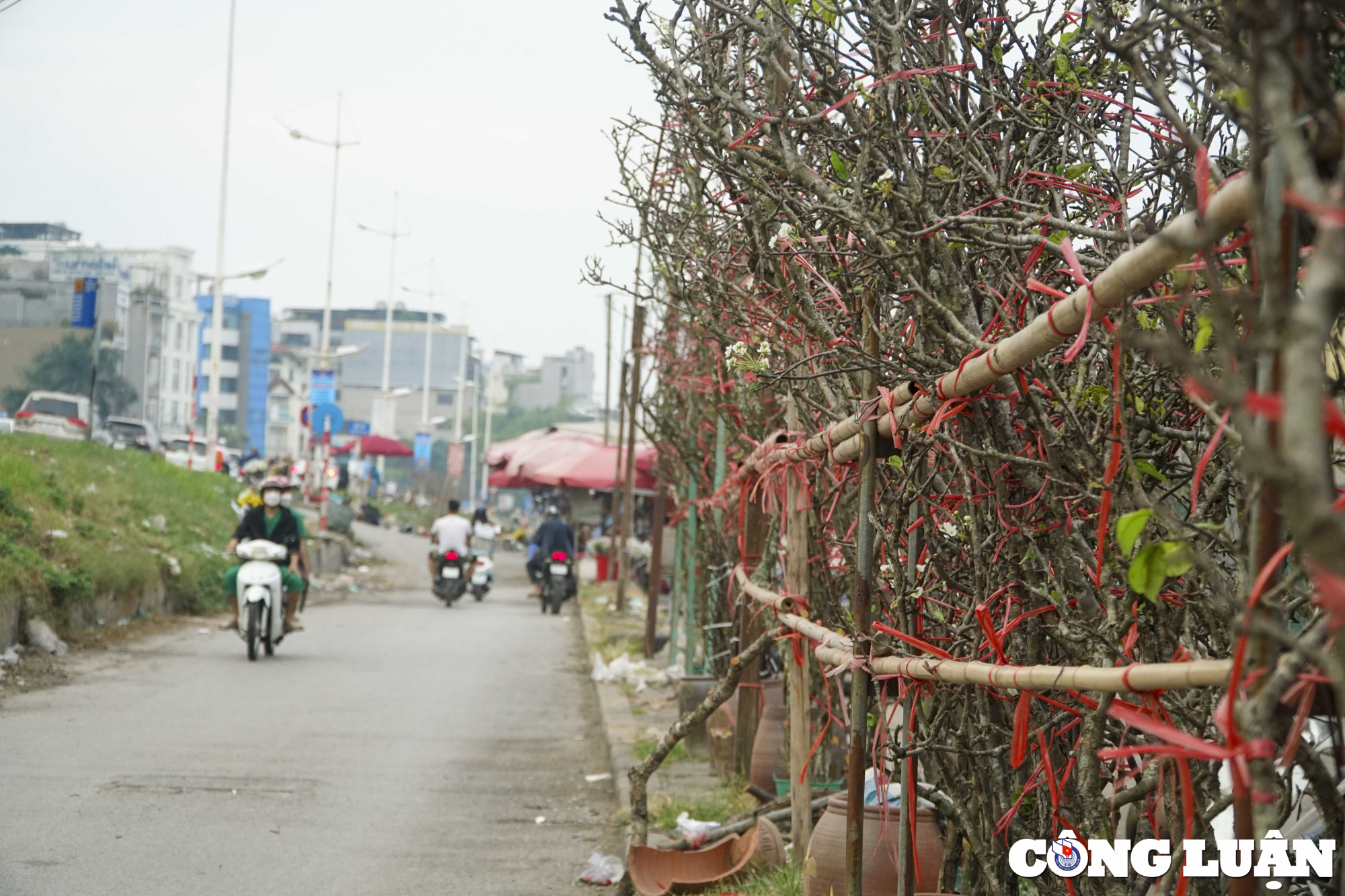 ha noi hoa le rung xuong pho phuc vu nhu cau nguoi dan choi tet hinh 10