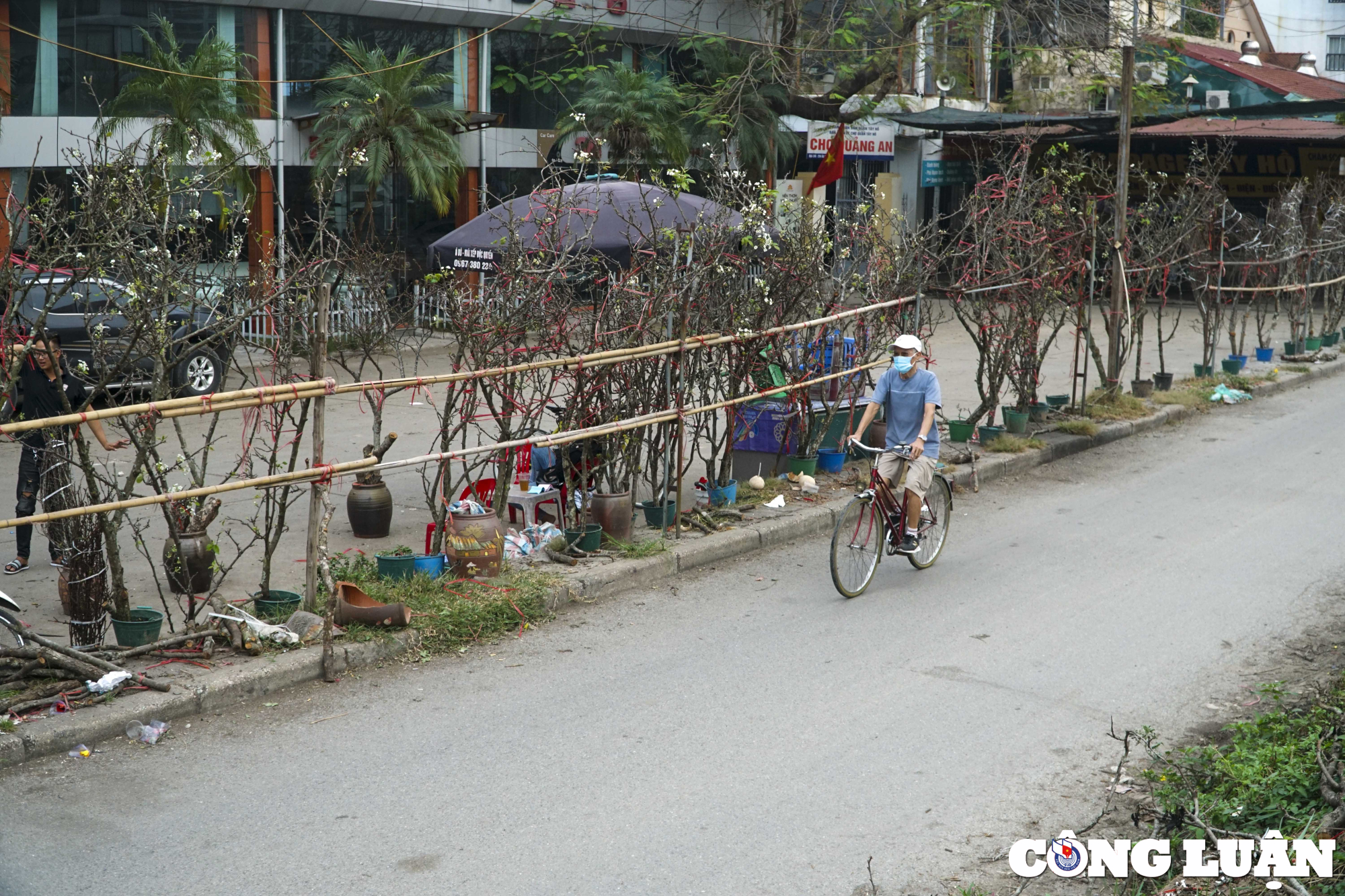 ha noi hoa le rung xuong pho phuc vu nhu cau nguoi dan choi tet hinh 1