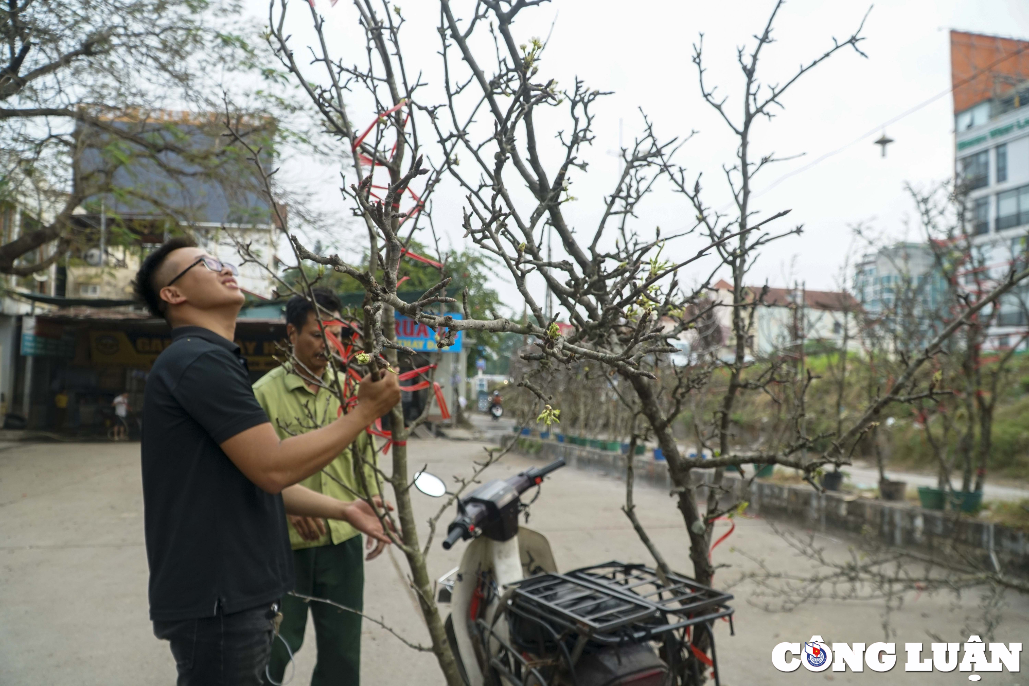 ha noi hoa le rung xuong pho phuc vu nhu cau nguoi dan choi tet hinh 9