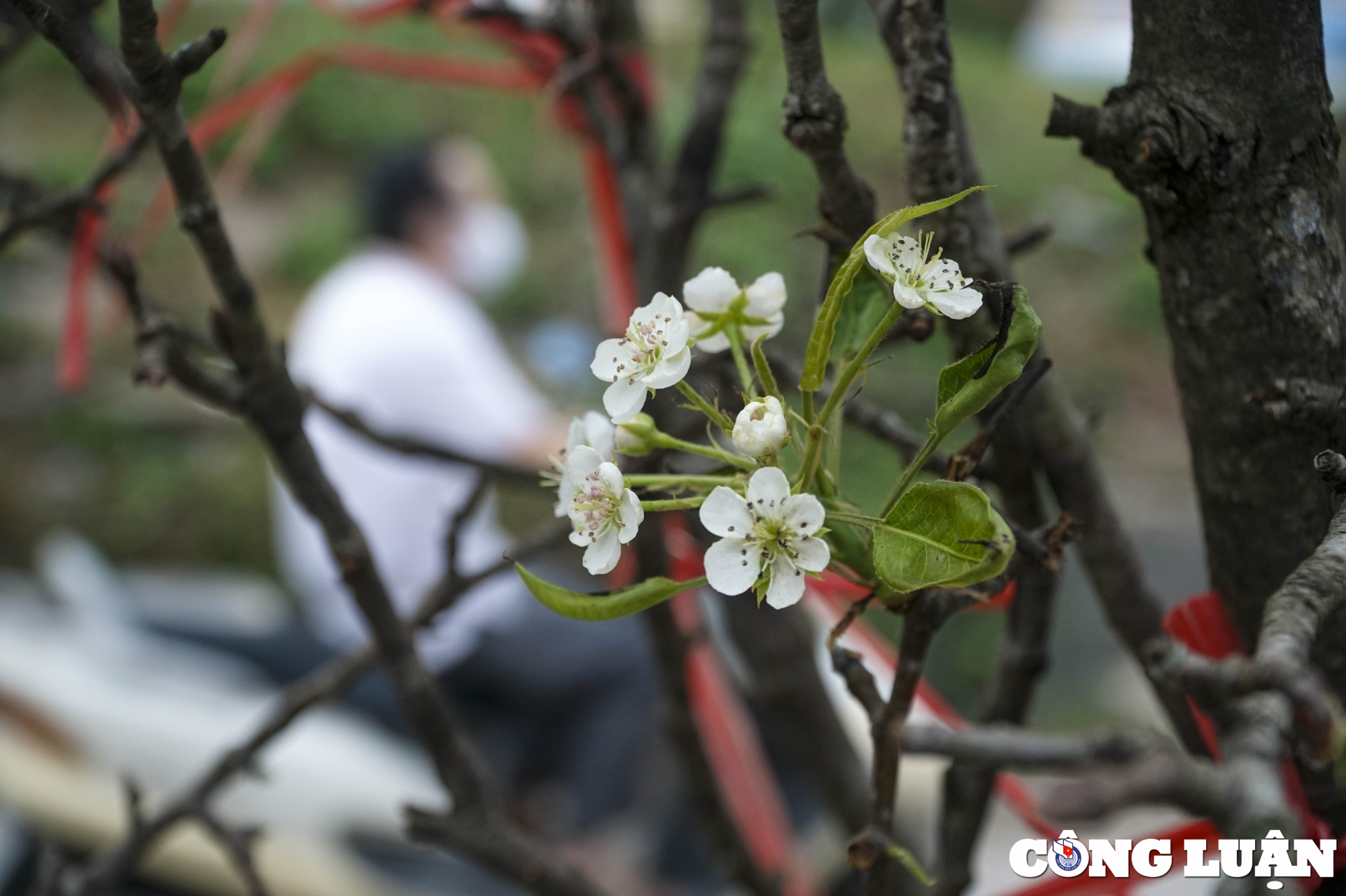 ha noi hoa le rung xuong pho phuc vu nhu cau nguoi dan choi tet hinh 7