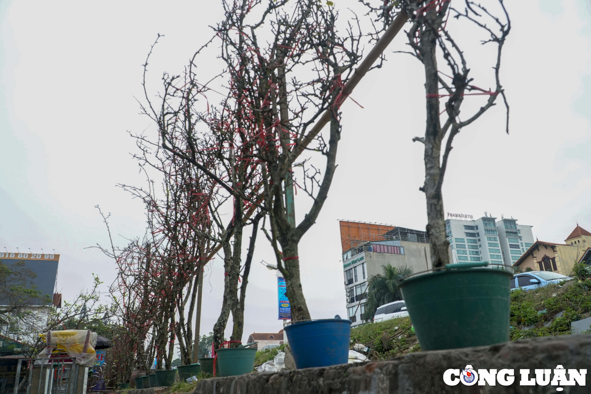 ha noi hoa le rung xuong pho phuc vu nhu cau nguoi dan choi tet hinh 3