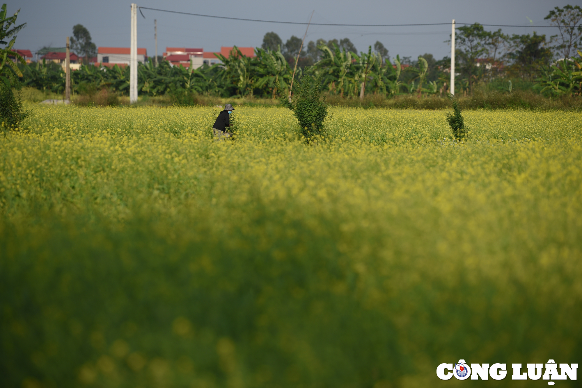 canh dong hoa cai vang bung no tuyet dep o ngoai thanh ha noi hinh 2