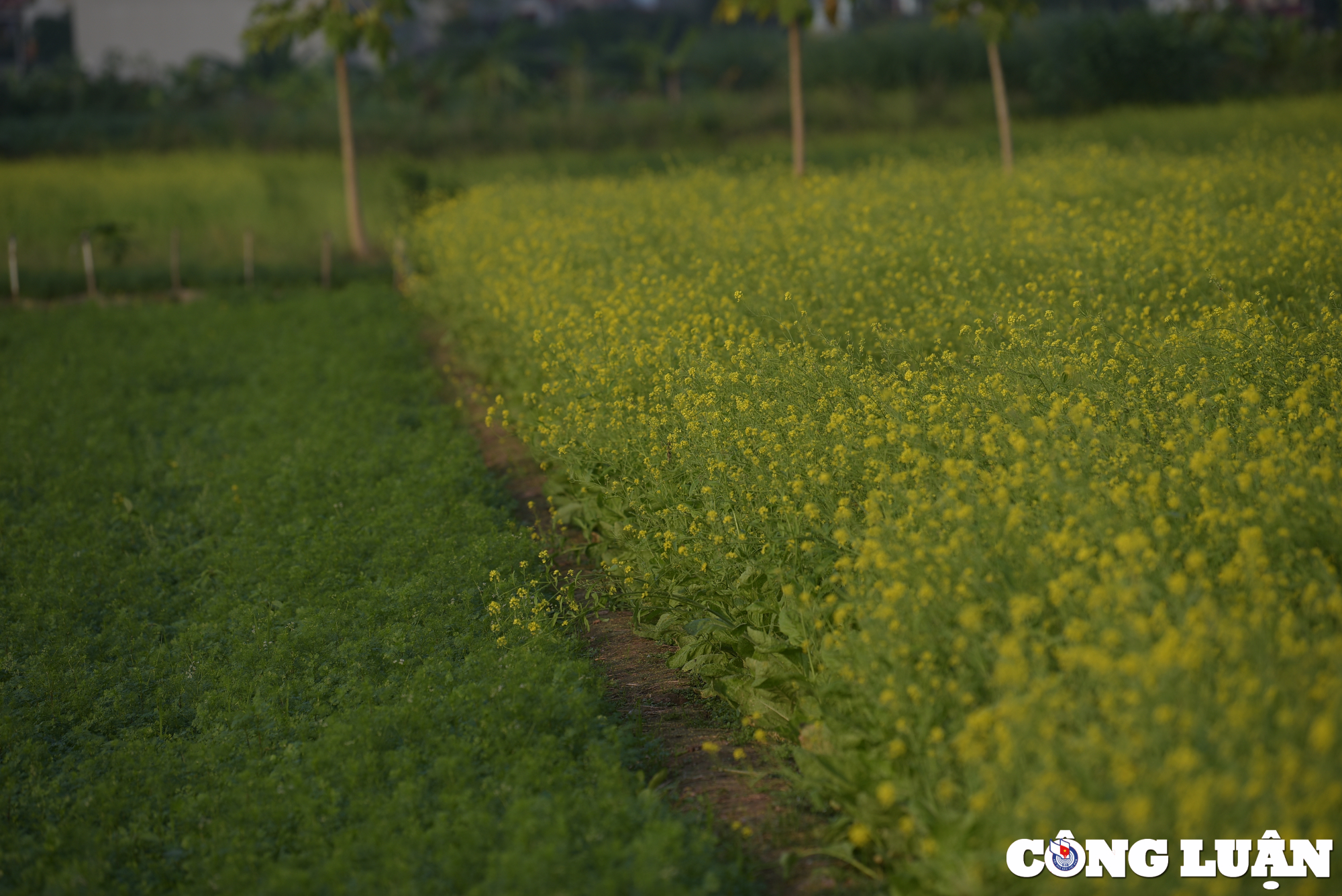 canh dong hoa cai vang bung no tuyet dep o ngoai thanh ha noi hinh 14