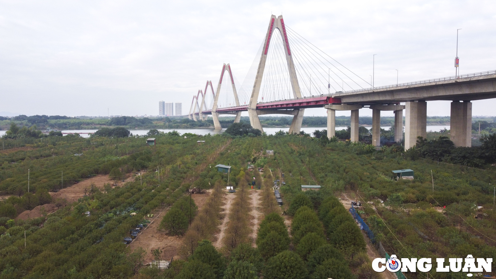 ha noi lang dao nhat tan hoi ha tuot la chuan bi don tet nguyen dan hinh 1