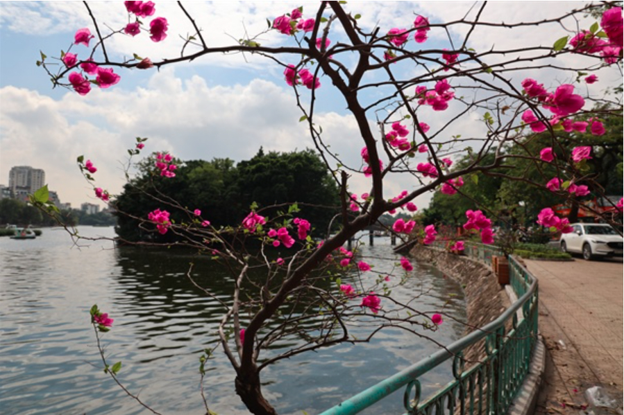 ha noi sap khai truong tuyen pho di bo ket hop am thuc dao ngoc  ngu xa hinh 3