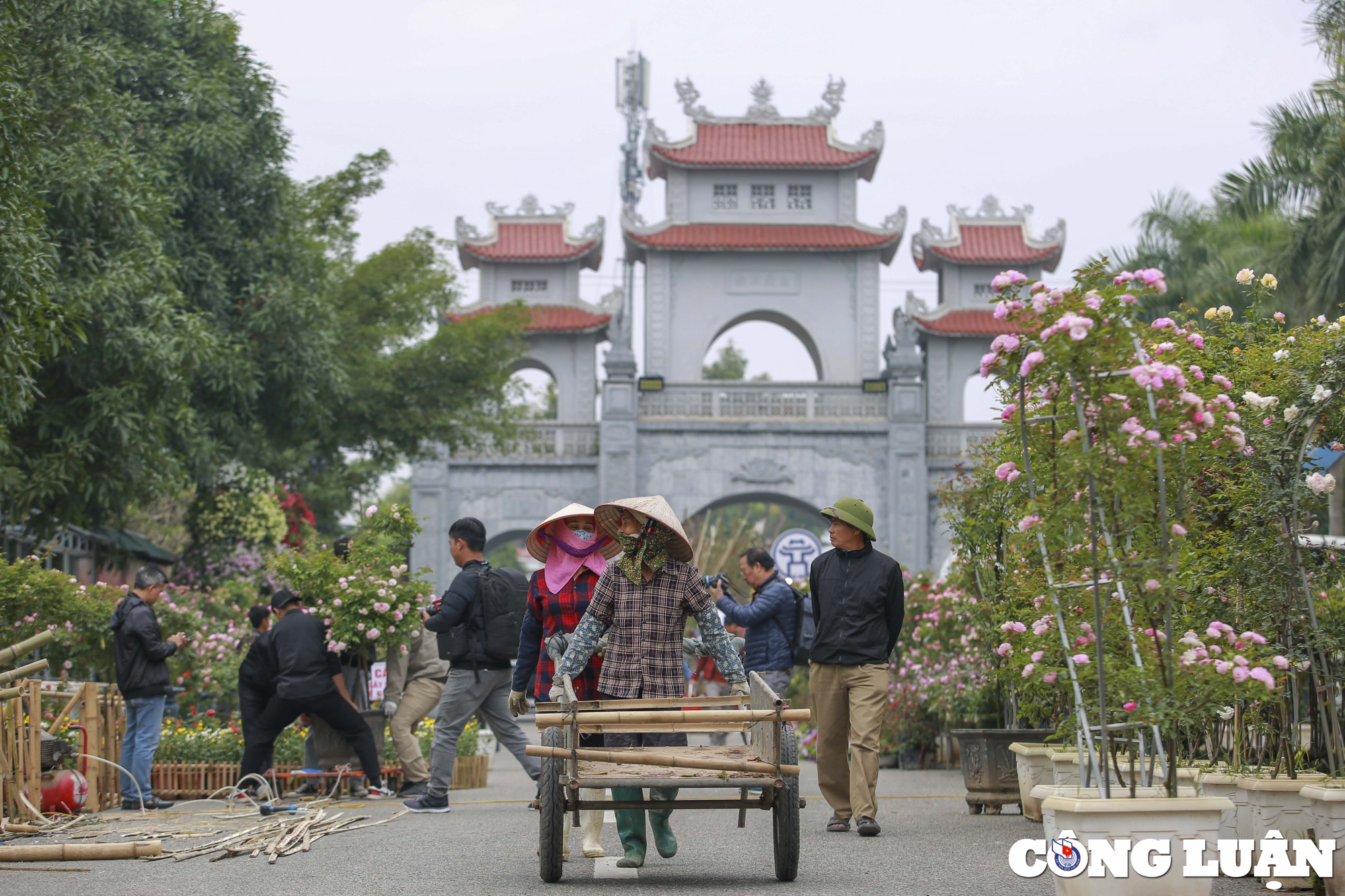 ha noi lang hoa me linh tat bat chuan bi cho festival hoa dau tien hinh 4