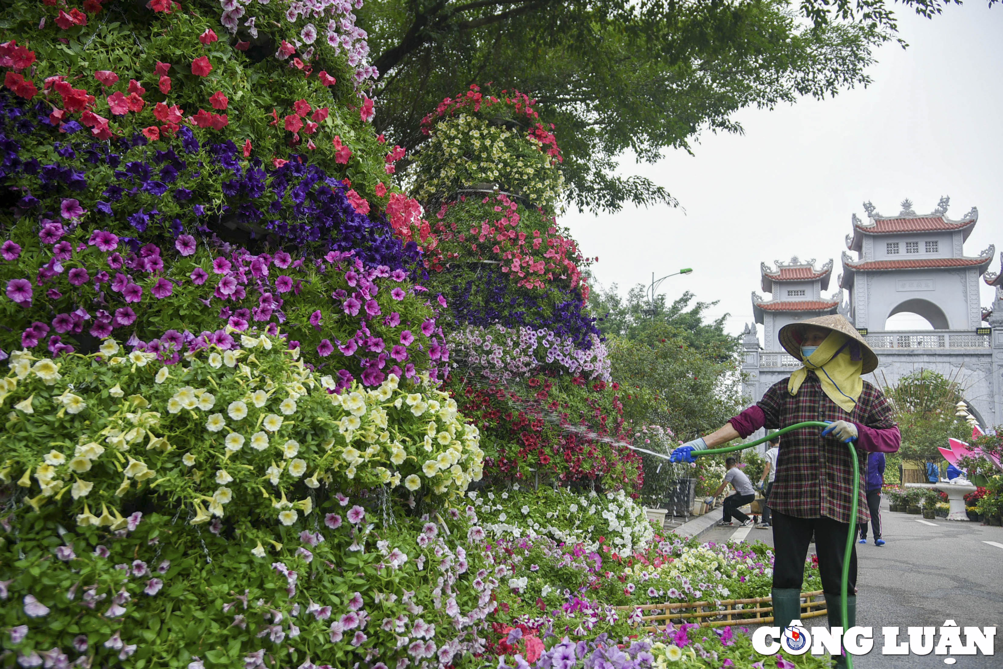 ha noi lang hoa me linh tat bat chuan bi cho festival hoa dau tien hinh 5