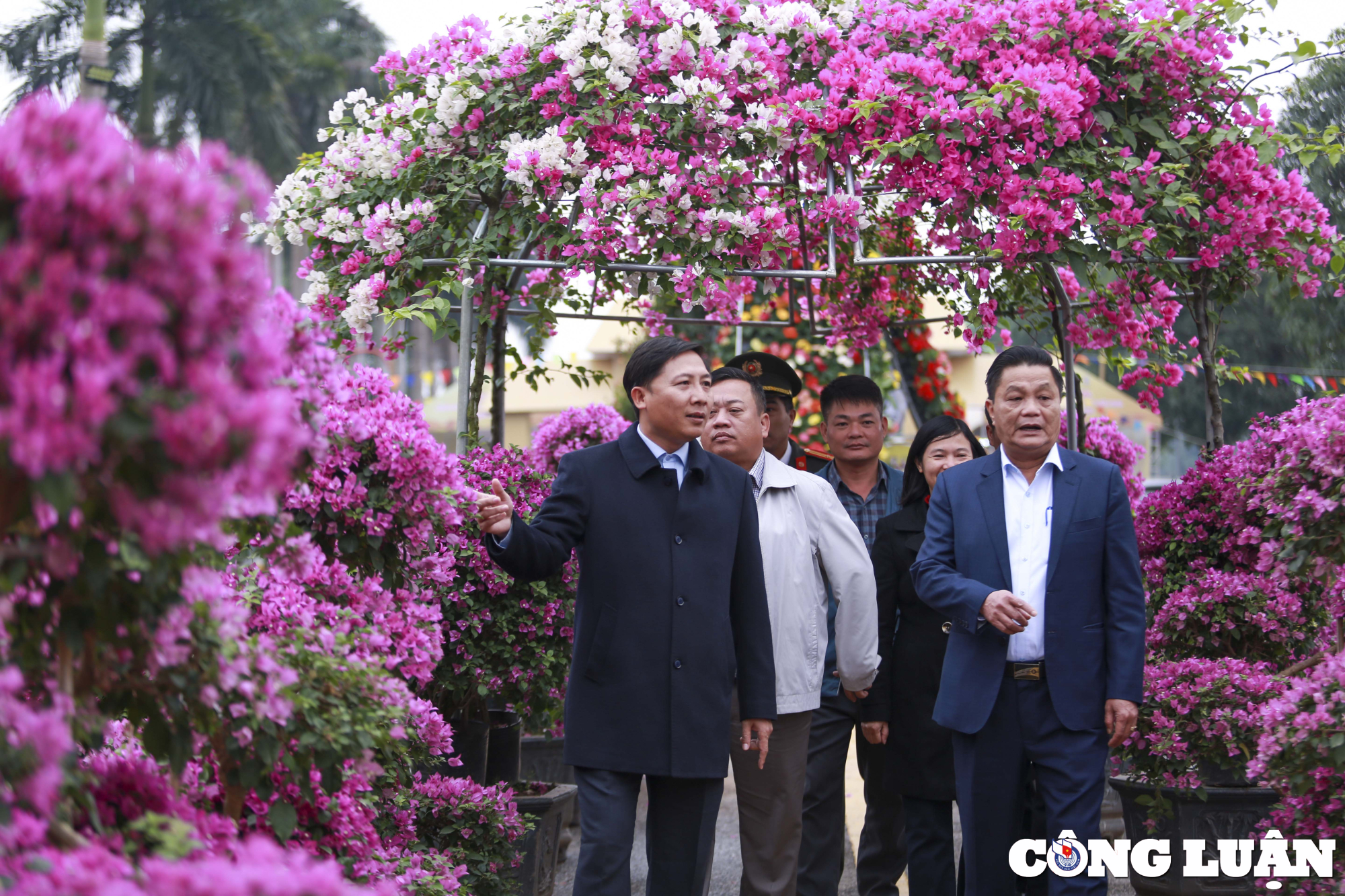 ha noi lang hoa me linh tat bat chuan bi cho festival hoa dau tien hinh 8