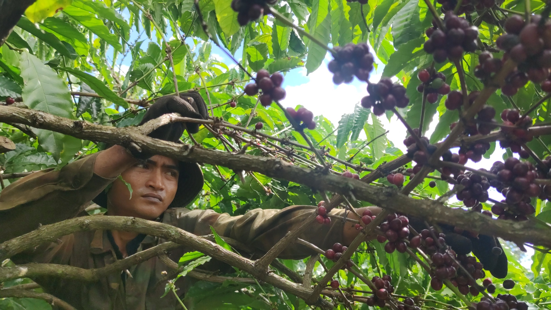 gia lai nguoc ngan hai tet hinh 5