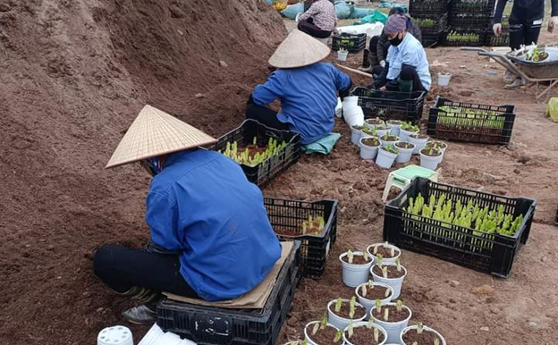 nguoi trong hoa ron rang chuan bi cho mua hoa tet quy mao hinh 2