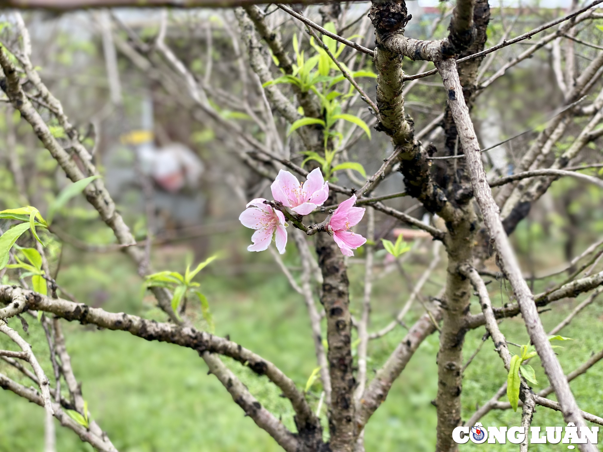 nguoi dan lang dao lon nhat thanh hoa chuan bi hang don vu tet hinh 1