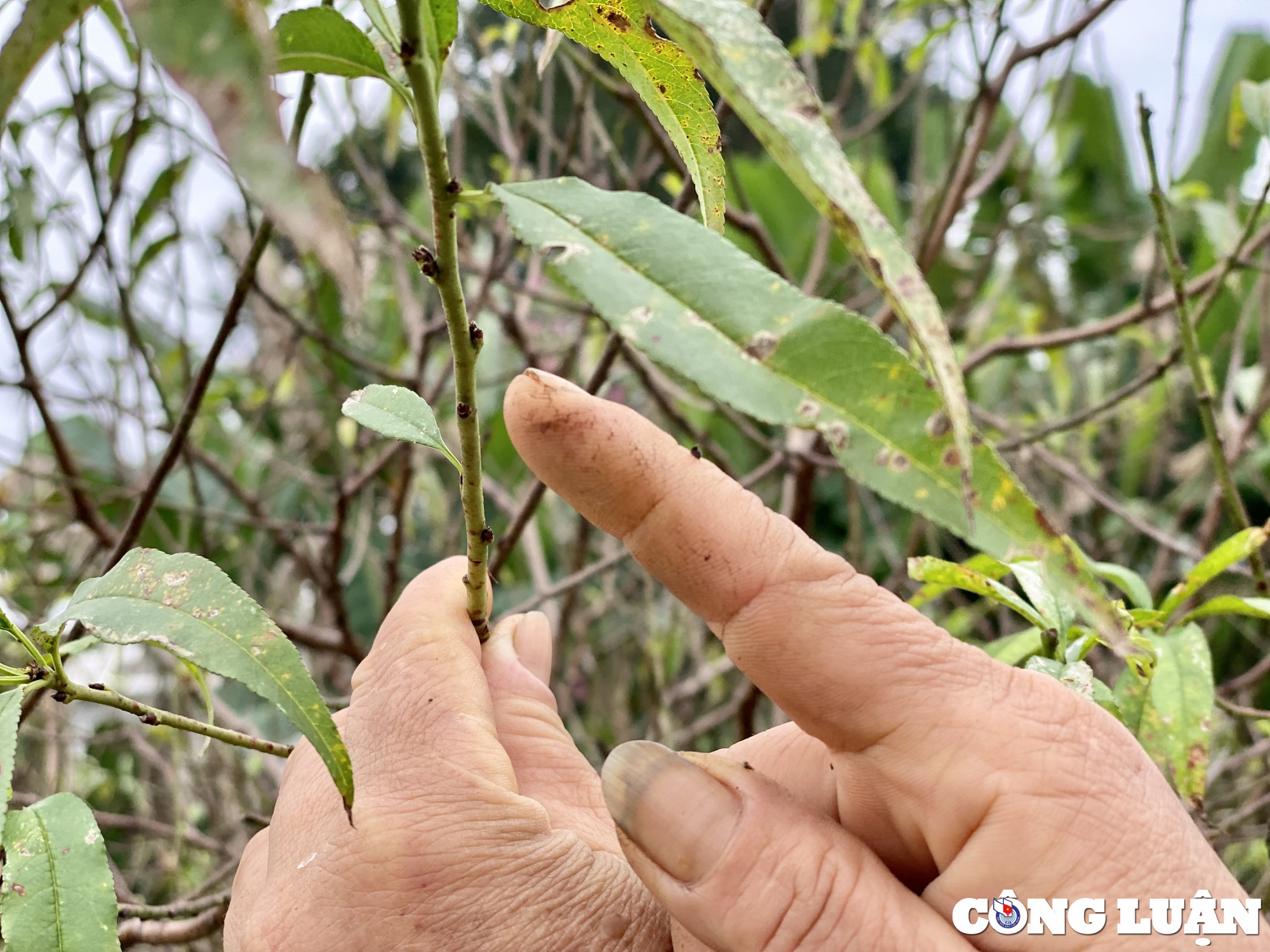 nguoi dan lang dao lon nhat thanh hoa chuan bi hang don vu tet hinh 3