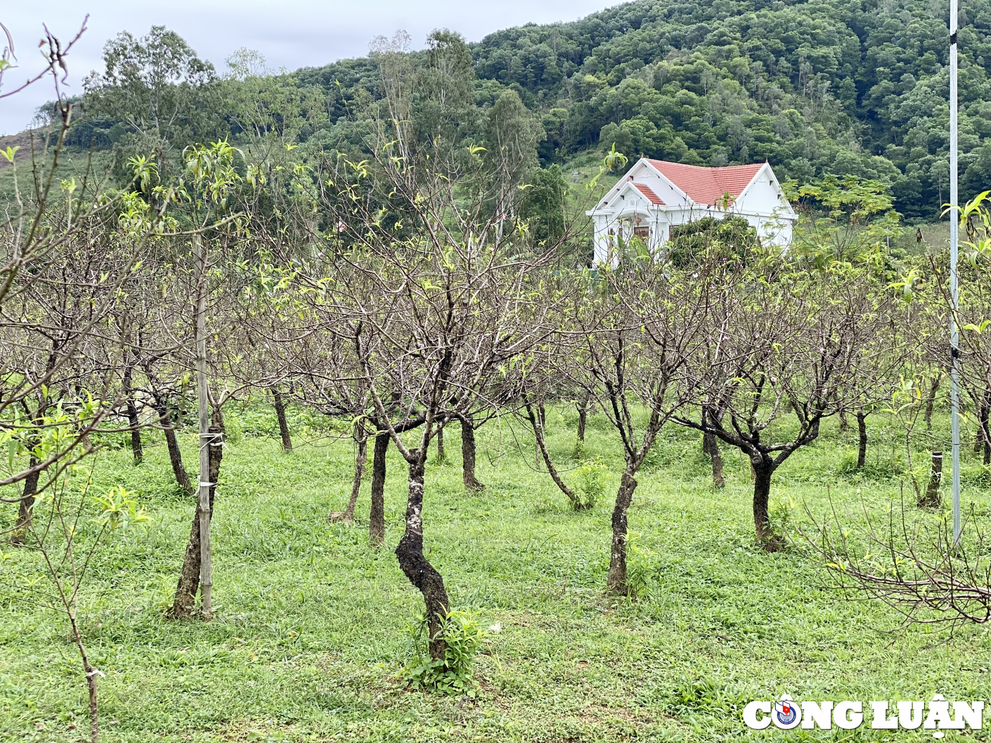 nguoi dan lang dao lon nhat thanh hoa chuan bi hang don vu tet hinh 4