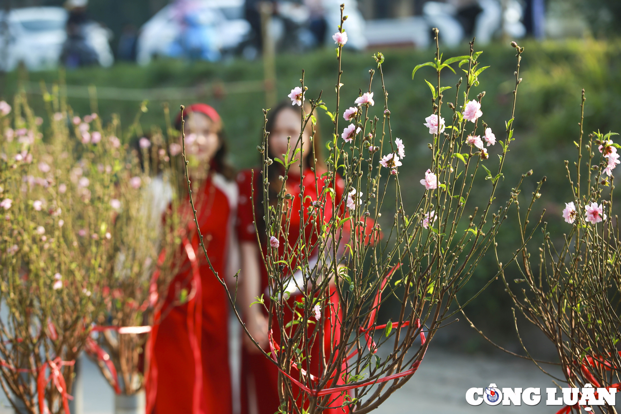 ha noi ngam nhin thieu nu ao dai check in cung hoa dao no som hinh 5