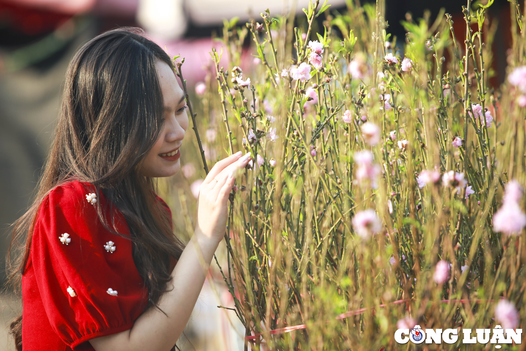 ha noi ngam nhin thieu nu ao dai check in cung hoa dao no som hinh 11