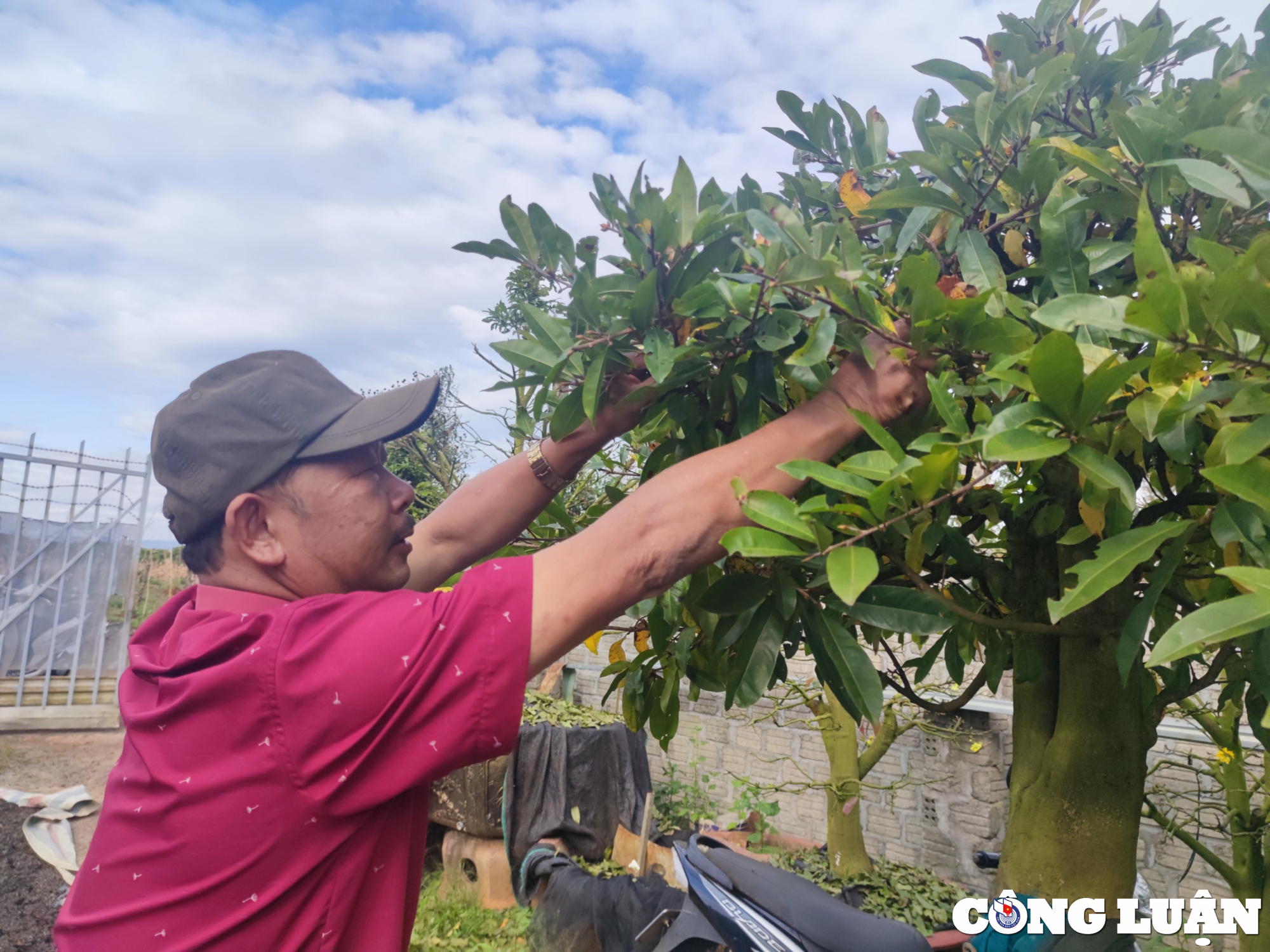 gia lai nguoi dan lo lang mat thu nhap vi mai tet no som hinh 4