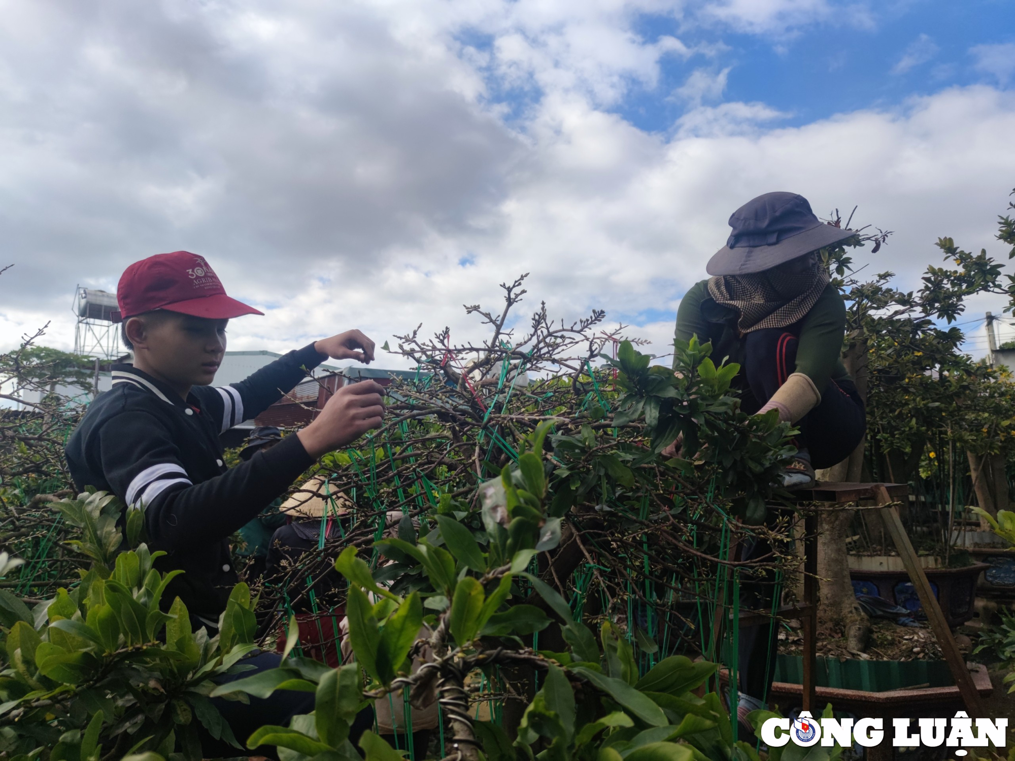 gia lai nguoi dan lo lang mat thu nhap vi mai tet no som hinh 5