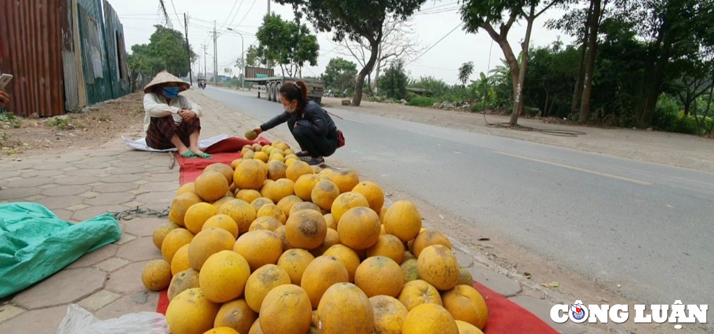 buoi dien  dac san hoa trai dat ha thanh vao mua thu hoach hinh 7