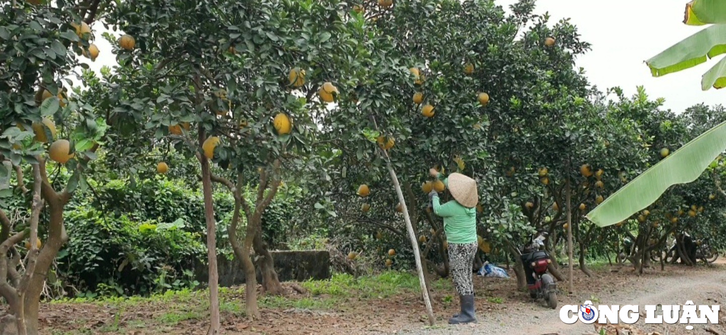 buoi dien  dac san hoa trai dat ha thanh vao mua thu hoach hinh 2