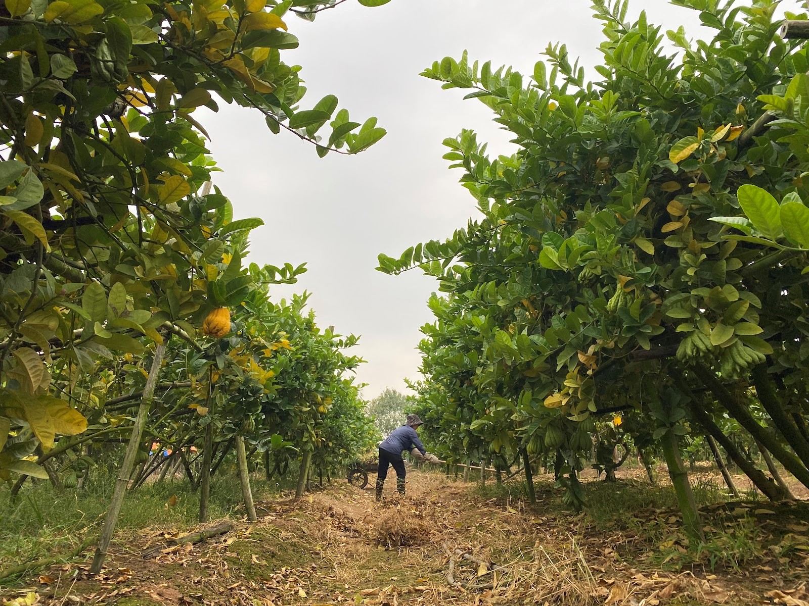 ha noi phat thu e am nong dan ngong khach ngay cuoi nam hinh 1