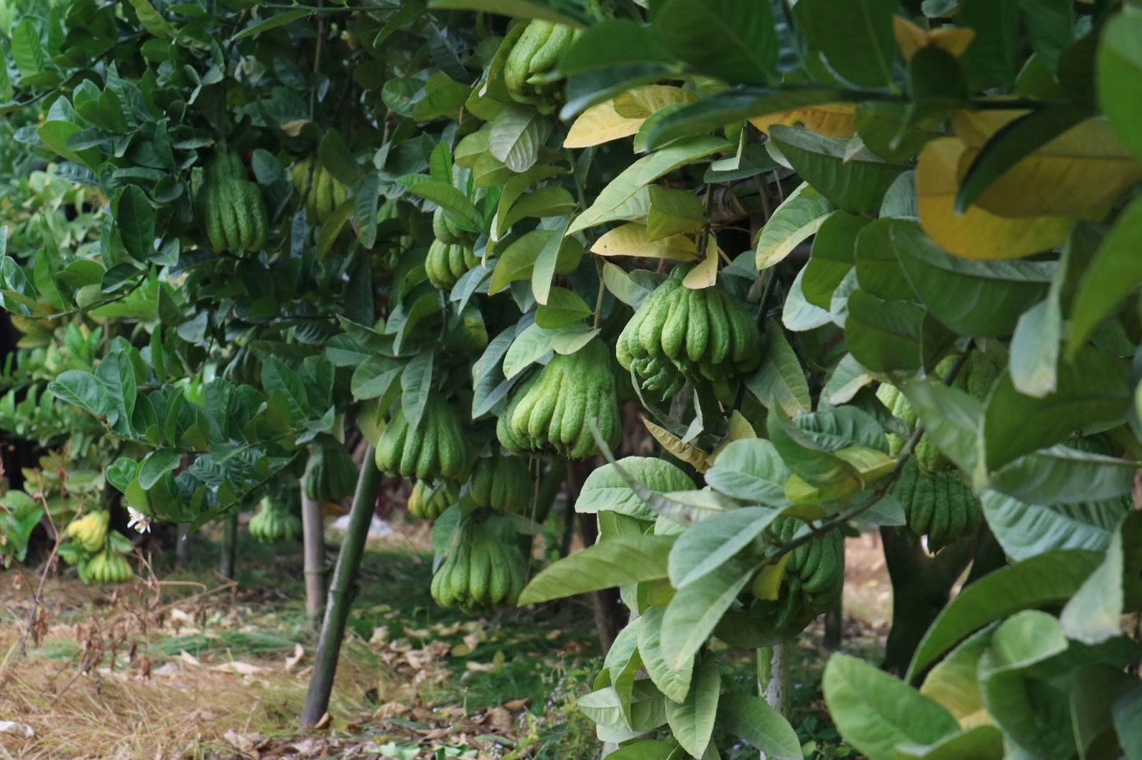 ha noi phat thu e am nong dan ngong khach ngay cuoi nam hinh 5