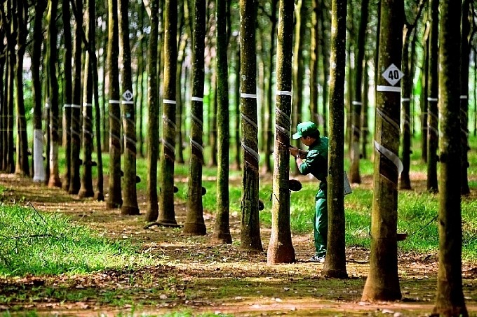 cao su phuoc hoa phr loi nhuan gop giam 20 tgd nguyen van tuoc khong mua het co phieu da dang ky hinh 1