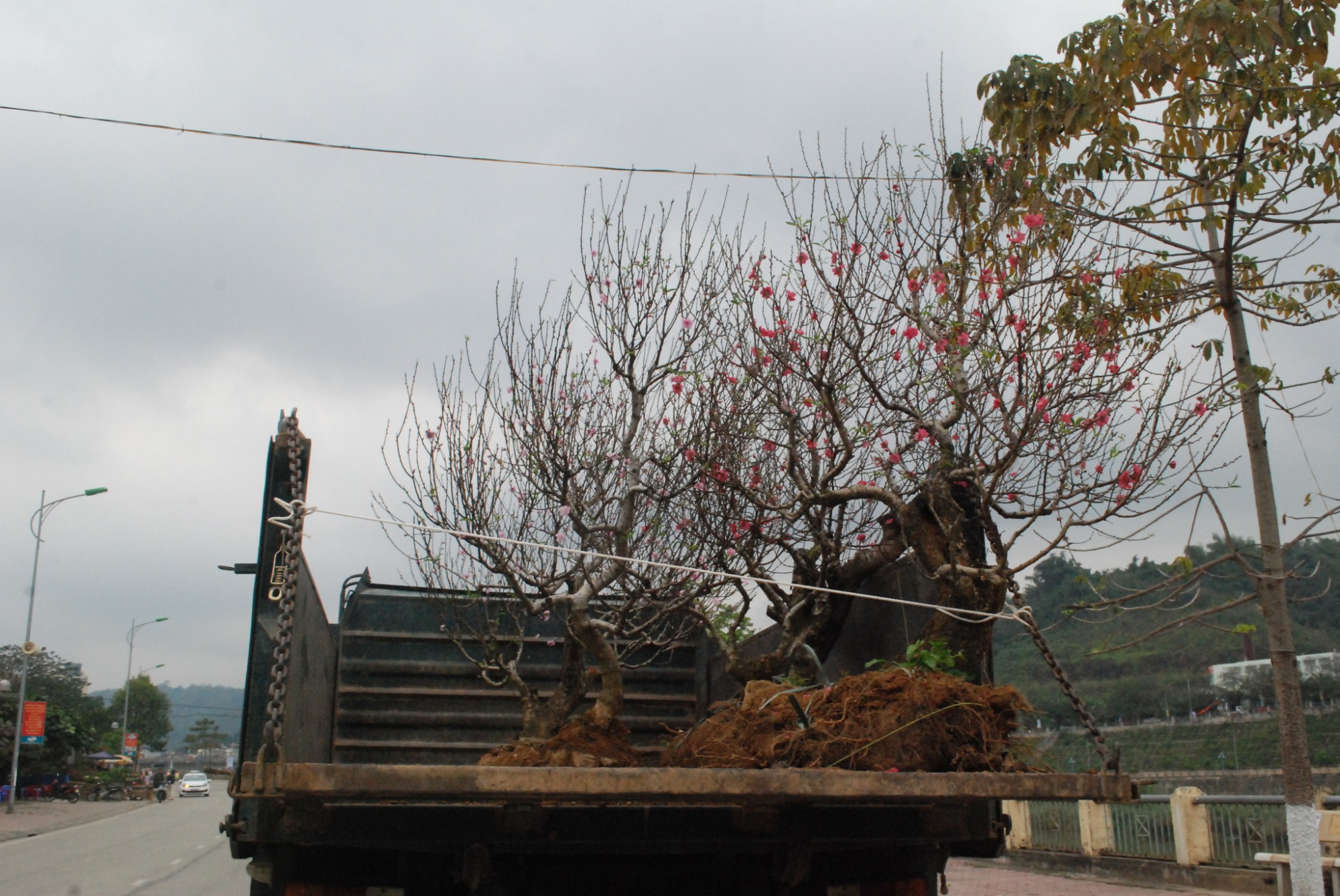 vua dao tet lao cai hoi ha xuat hang cho mien xuoi hinh 1