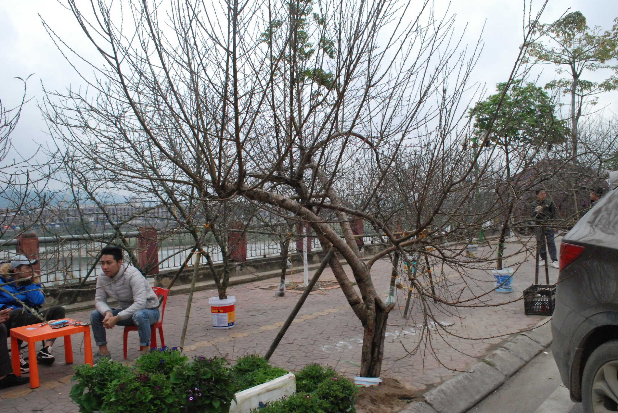 vua dao tet lao cai hoi ha xuat hang cho mien xuoi hinh 2