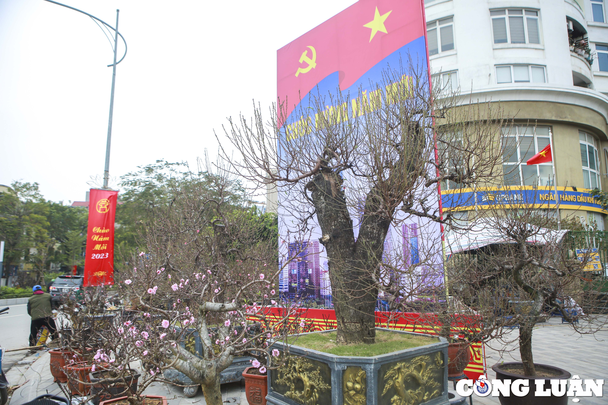 dao rung gia khung hon 100 trieu dong phuc vu nguoi dan choi tet hinh 7